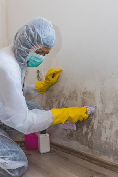 Best Emergency Mold Remediation  in Chapman, KS