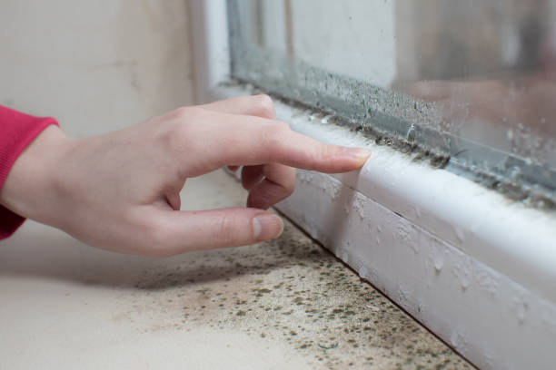 Best Mold Remediation for Healthcare Facilities  in Chapman, KS